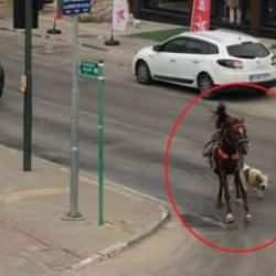 Bursa'da dehşet: Başıboş pitbull köpek başıboş ata saldırdı!