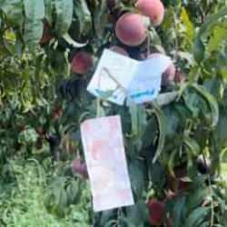 Şeftali ağacında asılı duran not okuyanları duygulandırdı!