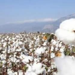 Söke pamuğu AB'den coğrafi işaret tescili aldı