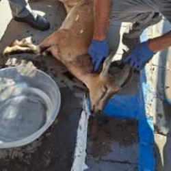 Tunceli'de başıboş k&ouml;pek saldırısı: Koruma altındaki yaban ke&ccedil;isi telef oldu