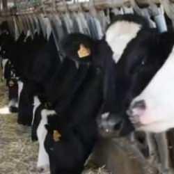 Aydın'da hayvan sağlığı i&ccedil;in dev adım: 47 bin doz &uuml;cretsiz aşı yapılacak