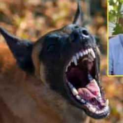 CHP'li başkanın köpekleri toplamama inadı faciaya yol açtı! Köpek saldırısında acı son