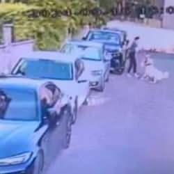 İstanbul'un göbeğinde kangal dehşeti!