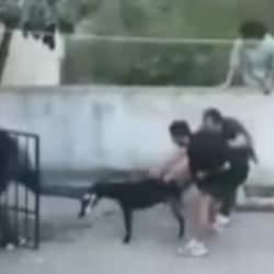 Maltepe'de pitbull dehşeti! "Ayağım koptu" 