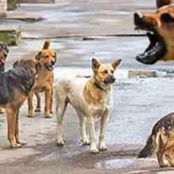 Malumun ilamı: Belediyeden sokak k&ouml;peği şikayetine "umursamaz" cevap!