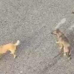 Mamak'taki başıboş k&ouml;peklerden vatandaş tedirgin!