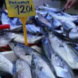 Palamut göç etti, fiyatı 120 TL'ye yükseldi