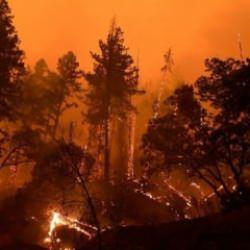 Portekiz'den AB'ye yardım &ccedil;ağrısı... Orman yangınları ile m&uuml;cadele s&uuml;r&uuml;yor