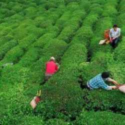 Rize'nin 8 aylık çay ihracatı 7,4 milyon dolar oldu