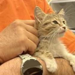 Tavuk sesli kedi duyanları şaşırttı