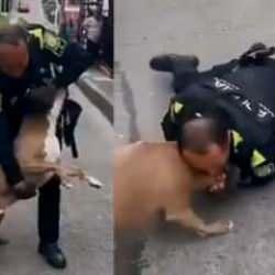 Yabancı bir &uuml;lkede pitbull cinsi k&ouml;pek polise saldırırsa ne olur?