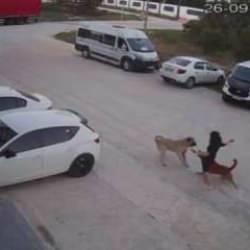 Yine aynı senaryo: Başıboş köpek dehşeti kamerada!