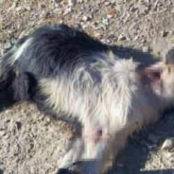 Katliam gibi olay: Denizli'de ke&ccedil;ilere kurşun yağmuru!