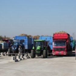 Konya Şeker ve Çumra Şeker fabrikalarında pancar alım kampanyası başladı