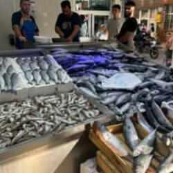 Palamut bolluğu: Tanesi 80 liraya düştü