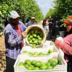 Tarla ile market arasında makas açıldı! Tarlada 8, markette 25 TL