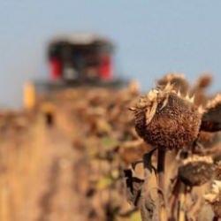 Trakya'da aşırı sıcak ve kuraklık, ayçiçeğinde verimi düşürdü