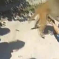 Bu kez saldırgan bir maymun! &Ccedil;ocuk dehşeti yaşadı