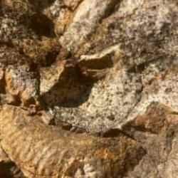 Bursa'da müthiş keşif: Tam 350 milyon yıllık...