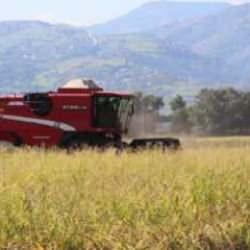 Çeltik üreticisi tedirgin! O hayvan tüm hasat için tehlike saçıyor