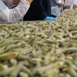 &Ccedil;ift&ccedil;inin elinde kalan bamyaya ilgin&ccedil; &ccedil;&ouml;z&uuml;m: Kilosu 41 dolara satılıyor