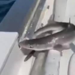 Eski Bakan D&ouml;nmez'in k&ouml;pek balığıyla imtihanı!