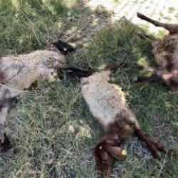Hakkari'de başıboş köpek dehşeti: 6 koyun telef oldu!