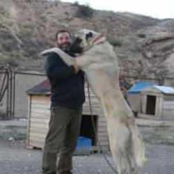 Kangal k&ouml;pekleriyle ilgili inanılmaz olay! Renkleri değişti&hellip;
