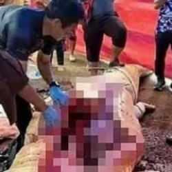 Malezya'da timsah dehşeti! Midesinden &ccedil;ıkarıldı