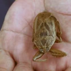 &lsquo;Parmak kopartan&rsquo; ve &lsquo;ayak ısıran&rsquo; b&ouml;cek: T&uuml;rkiye'de ilk kez sahil kenarında g&ouml;r&uuml;ld&uuml;