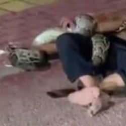 Sarhoş adam sokakta pitonla kavga etti