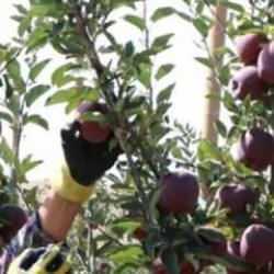 Sıcaklık ve kuraklık Niğde'de elma üretimini olumsuz etkiledi