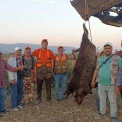 300 kiloluk domuz avladılar