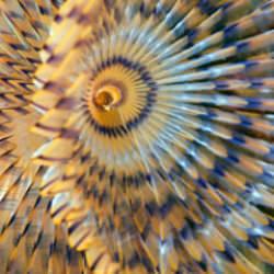 Dalış turizminin gözdesi: Antalya’daki Üç Adalar’ı keşfedin!