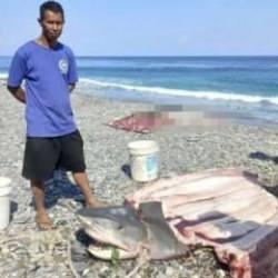 Dalış yaparken kaybolmuştu! K&ouml;pek balığının midesinden &ccedil;ıktı