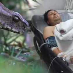 D&uuml;nyanın en zehirli yılanı zeytin toplayan adamı soktu