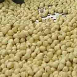 Fındıkta hasat ve kurutma bitti; kırma, kavurma ve paketleme dönemi başladı