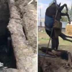 Foseptiğe d&uuml;şen eşek kurtarıldı