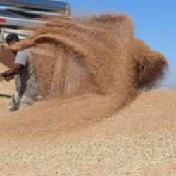 Hububat ve bakliyat ihracatı 9 milyar dolara yaklaştı