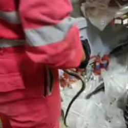 İş yerine giren yılan paniğe neden oldu