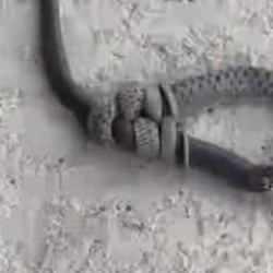 Elazığ'da g&ouml;r&uuml;ld&uuml;! Yılan başka bir yılanı...