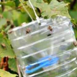 Kokarca ile mücadelede 'Cezbet-öldür' dönemi