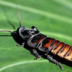 Konya'da g&ouml;r&uuml;ld&uuml;! Bu b&ouml;cek yılan sesi &ccedil;ıkartıyor!