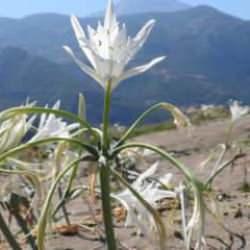 Koparana 387 bin TL ceza: Koruma altında tutuluyor