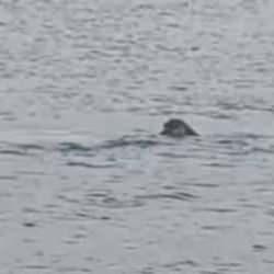 Nesli t&uuml;keniyor: İskenderun k&ouml;rfezinde g&ouml;r&uuml;nt&uuml;lendi!