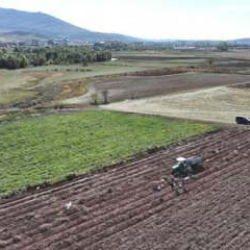 Patates ekim alanının 173 bin dekara ulaştığı Kayseri'de hummalı hasat mesaisi