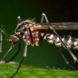 Sivrisineklerin gizli özelliğini keşfettiler! İnsanları böyle takip ediyorlarmış...