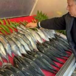 Tekneler denize seyrek çıktı, palamut azaldı!