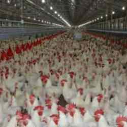Türkiye'de kişi başına yılda 150 yumurta düşüyor