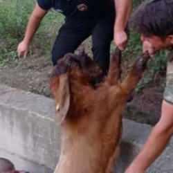 Yerinde durmayan ke&ccedil;iler g&ouml;zlerini havuzda a&ccedil;tılar